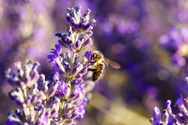 Arı lavanta çiçeklerinden polen topluyor. Bir arı, canlı bir lavanta çiçeğini tozlamakla meşgul. Doğanın güzelliğini tam çiçeklenme halinde sergiliyor. Resim yumuşak odaklı yakın çekim bir görünüm içerir. 