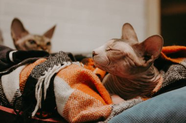 İki sfenks kedisi rahat bir battaniyenin altında dinleniyor. Renkli bir battaniyenin altına gizlenmiş iki sfenks kedinin sakin bir görüntüsü. Birinin gözleri kapalı, huzurlu ve samimi bir an sunuyor. Egzotik kedi cinsi..