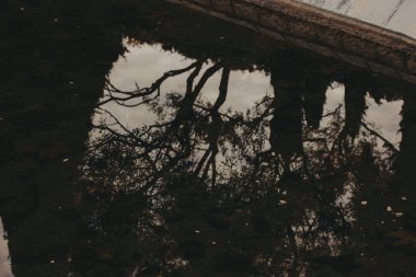 Sakin sudaki ağaçların yansıması. Sakin bir sahne, durgun sudaki dallı ağaçların yansımasını yakalar, karanlık tonlarda ve karamsar atmosferde aynaya benzer bir etki yaratır. Şehir parkı gölü, gölet.