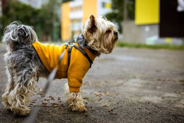 Şehir caddesinde duran sarı ceketli şirin Yorkshire Teriyeri. Koşum takımı takan şık bir Yorkie süs köpeği, ıslak ve asfalt bir yüzeyde dışarıda duruyor. Asıl odak noktası köpek. Yürüyen köpek..