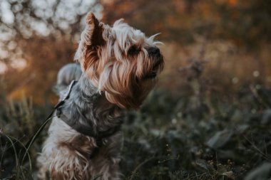 Yorkshire Teriyeri doğada güzel bir günün tadını çıkarıyor. Büyüleyici bir Yorkie köpeği dışarıda yakalanır ve merakla yukarı bakar. Köpek yemyeşil, dingin ve doğal bir ortam ile çevrilidir..