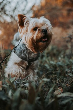 Yorkshire Teriyeri doğada güzel bir günün tadını çıkarıyor. Büyüleyici bir Yorkie köpeği dışarıda yakalanır ve merakla yukarı bakar. Köpek yemyeşil, dingin ve doğal bir ortam ile çevrilidir..