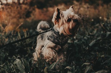 Yorkshire Teriyeri doğada güzel bir günün tadını çıkarıyor. Büyüleyici bir Yorkie köpeği dışarıda yakalanır ve merakla yukarı bakar. Köpek yemyeşil, dingin ve doğal bir ortam ile çevrilidir..