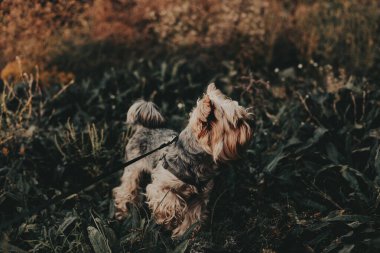 Yorkshire Teriyeri doğada güzel bir günün tadını çıkarıyor. Büyüleyici bir Yorkie köpeği dışarıda yakalanır ve merakla yukarı bakar. Köpek yemyeşil, dingin ve doğal bir ortam ile çevrilidir..