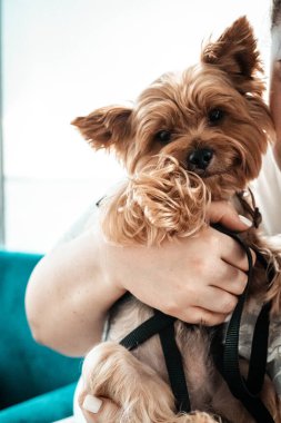 Sevimli bir Yorkshire Teriyeri bir kişi tarafından tutuluyor, çok sevimli görünüyor. Bir insan sevgiyle küçük, pofuduk bir Yorkie tutuyor, köpeğin büyüleyici ifadesini ve kahverengi kürkünü sergiliyor. Bir köpek koşum takımı takıyor.