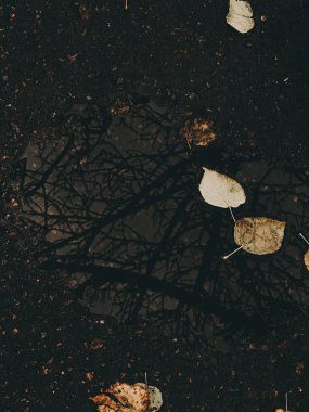 Sonbahar yapraklarıyla dolu bir su birikintisinde ağaçların yansıması. Düşen sonbahar yapraklarıyla dolu bir su birikintisindeki ağaç yansımalarının kasvetli görüntüsü, soyut doğal manzara..