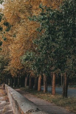 Bir patika boyunca sonbahar ağaçları. Altın ve yeşil yaprakların karışımından oluşan sakin bir ağaç manzarası nehir kenarında alçak beton bir korkuluk.. 