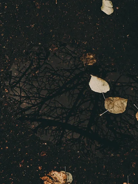Sonbahar yapraklarıyla dolu bir su birikintisinde ağaçların yansıması. Düşen sonbahar yapraklarıyla dolu bir su birikintisindeki ağaç yansımalarının kasvetli görüntüsü, soyut doğal manzara..