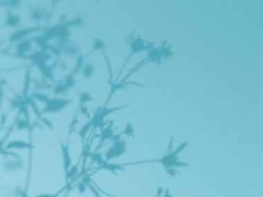 Deniz mavisi arkaplanındaki yumuşak çiçek gölgeleri. Çiçeklerin güzel bir görüntüsü gölgelerin gök mavisi yüzeyinde sergilenir, ışıktan karanlığa doğru bir eğilim vardır. Doğal ve minimalist tasarım. Botanik Sanatı.