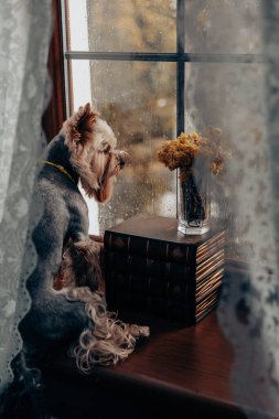 Yağmurlu bir günde kitap ve çiçeklerle pencereden dışarı bakan bir Yorkie. Bir Yorkshire Terrier köpeği, kucak köpeği yağmurda pencereden dışarı bakar, kitap yığınının yanında dinlenir ve soluk sarı çiçekler.