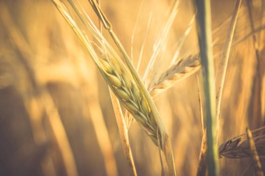 Tarlada buğday artışı, yakın plan. Detaylı bir makro çekim buğday sapının güzelliğini yakalar ve mahsulün altın rengini ve dokusunu vurgular. Ekinler ve bitkiler. Yaz hasadı.