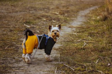 Palto giymiş bir Yorkshire teriyeri tarlada bir patikada yürüyor. Küçük bir köpek tulum giyer, takım elbise giyer ve doğal bir ortamda yürürken aşağıya bakar. Samimi köpek kıyafeti. Evcil hayvan, evcil hayvan. 