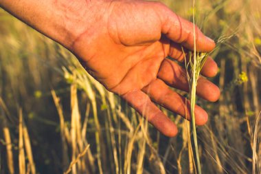 Erkek el tarlada buğdaya dokunuyor. Bir insan elinin yakın çekimi altın bir tarlada buğday saplarını nazikçe okşayarak huzurlu bir anı yakalıyor. Bir çiftçi ekimi ve hasat. Tarım endüstrisi.