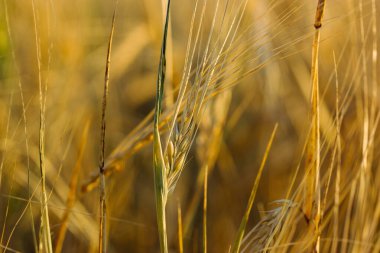 Tarlada buğday artışı, yakın plan. Detaylı bir makro çekim buğday sapının güzelliğini yakalar ve mahsulün altın rengini ve dokusunu vurgular. Ekinler ve bitkiler. Yaz hasadı.