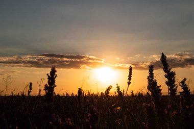 Gün batımında lavanta tarlası silueti. Altın güneş, lavanta tarlasına sıcak bir parıltı saçar ve alacakaranlık gökyüzüne karşı bitkileri gölgeler. Renkler çok canlı. Ufuktaki kır çiçekleri.