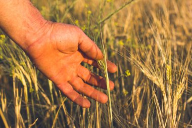 Erkek el tarlada buğdaya dokunuyor. Bir insan elinin yakın çekimi altın bir tarlada buğday saplarını nazikçe okşayarak huzurlu bir anı yakalıyor. Bir çiftçi ekimi ve hasat. Tarım endüstrisi.