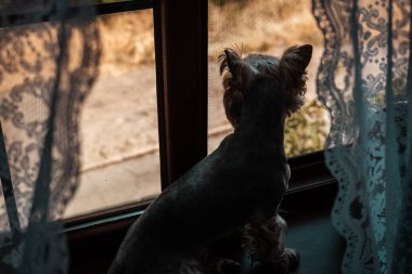 Bir Yorkie pencerenin kenarında oturur ve dışarıdaki dünyaya umutla bakar. Küçük bir köpek pencereden dışarı bakar, silueti ince dantel perdeler ve bir pencere çerçevesiyle çerçevelenmiştir. Yorkshire Teriyeri içeride. 