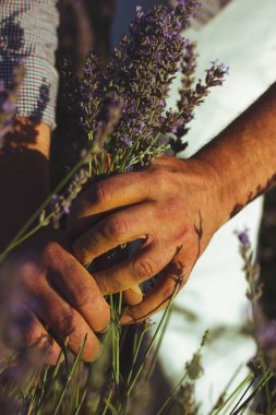 Erkek el tarlada lavanta çiçeklerine hafifçe dokunuyor. Güneşli bir alanda mor lavanta çiçeklerini okşayan, sükuneti ve doğal güzelliği anımsatan bir elin yakın çekimi. Bir çiftçi çiçek toplar.