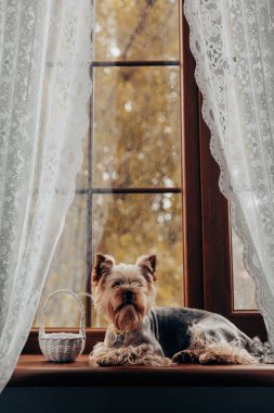 Sıcak bir ortamda rahat bir pencere pervazında dinlenen bir Yorkshire Teriyeri. Çekici bir Yorkie köpeği, dantel perdelerle çerçevelenmiş ve yanında sepet bulunan sonbahar yeşilliği manzaralı bir perdenin üzerinde dinleniyor. Evcil hayvan. 