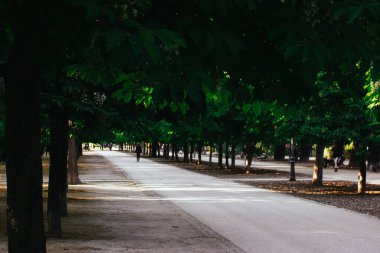 Güneşli bir parkta ağaçlarla kaplı bir patika huzurlu bir geri çekilme sunuyor, sakin bir gezinti için mükemmel. Parkta bir patika çizgisi, uzun ağaçlarla çevrili, yemyeşil yapraklı, sakin, güneşli bir bulvar..