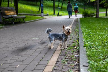Güneşli bir günde, büyüleyici bir Yorkshire Teriyeri parkta poz verir, yürüyüşünden zevk alır. Yorkie Köpeği tuğla bir yolda durur, bulanık arka planda insanlar olan bir parkın kenarına bakar..