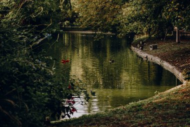 Huzurlu bir park ortamında yemyeşil bir gölet manzarası. Şehir parkında ördekler ve kazlarla çevrili ağaçlarla çevrili huzurlu bir nehir manzarası. Su, etrafındaki yaprakları yansıtır.