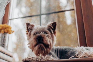 Bir Yorkshire teriyeri bir pencere eşiğinde rahatlar, bir evin atmosferinin tadını çıkarır. Büyüleyici bir Yorkie köpeği, ince dantel perdelerle çerçevelenmiş ahşap pencere eşiğinde dinlenir ve rahat bir atmosfer yaratır..
