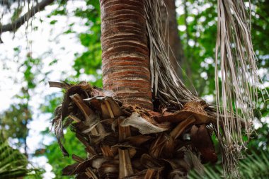 Yeşil bir çevrede doğal güzelliğini gösteren desenli bir hurma gövdesi. Yeşil yapraklarla çevrili bir palmiye ağacının gövdesine yakın çekim, doğal, açık bir manzara yakalıyor..