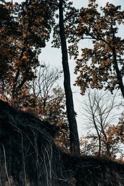 Açığa çıkmış kökleri, yemyeşil ağaçları ve gri gökyüzünü gösteren dramatik bir uçurum manzarası. Fotoğraf, bulutlu bir gökyüzüne karşı, ağaçlı ve görünür kökleri olan bir uçurumun resimli bir sonbahar sahnesini tasvir ediyor.