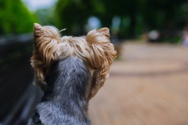 Bir Yorkshire teriyerinin yakın çekimi açık havaya bakıyor. Güzel kürklü, arka planda bulanık bir şekilde dışarı bakan bir köpek. Arkadan dikkatli köpek görünümü.