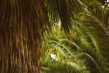 Sıcak güneş ışığıyla yıkanmış yemyeşil yapraklar sergilenen yemyeşil palmiye yapraklarının yakın çekimi. Canlı yeşil palmiye yapraklarının güneş ışığında sanatsal bir çekimi, tropikal ve doğal bir ortam yaratır..