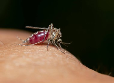 Kan dolu sivrisinek Makro yakın plan emme