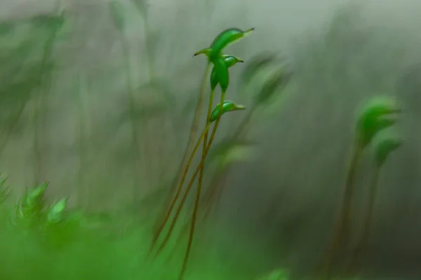 Μακροφωτογραφία πράσινο γρασίδι μυστηριώδης ομορφιά του δάσους — Φωτογραφία Αρχείου