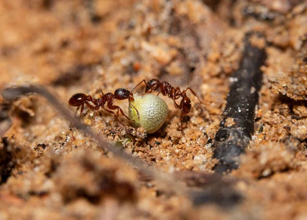 서로 돕고 있는 두 마리의 붉은 개미가 곡식을 나르고 있다 — 스톡 사진