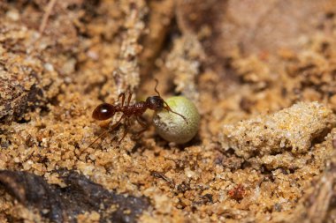 Birbirine yardım eden iki kırmızı karınca tahıl taşıyor.