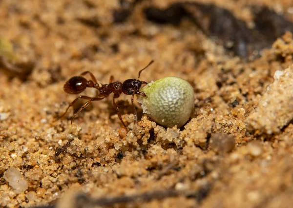 서로 돕고 있는 두 마리의 붉은 개미가 곡식을 나르고 있다 — 스톡 사진