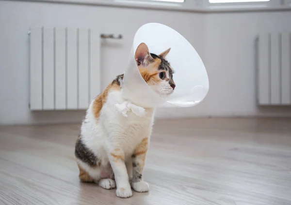 Veteriner konisi olan hasta bir kedi ya da kediyi yaradan korumak için kafasında plastik bir külah tasması olan hasta bir kedi..