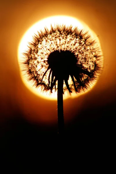 Close up Σιλουέτα της πικραλίδας, ηλιοβασίλεμα είναι ο ήλιος στο παρασκήνιο. Ζεστά καλοκαιρινά χρώματα. — Φωτογραφία Αρχείου