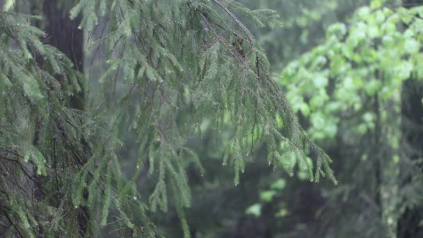 정적인 카메라는 덤불과 나무에 비가 내리는 것을 보여 줍니다. 현장의 깊이가 적습니다. 떨어지는 물방울은 잎을 흔들 립니다. — 비디오
