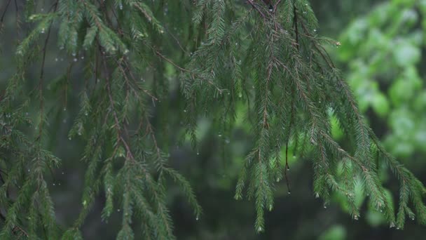 Cámara estática muestra la lluvia cae sobre arbustos y árboles. Pequeña profundidad de campo. Las gotas hacen que las hojas tambaleen . — Vídeos de Stock