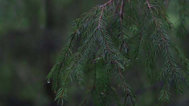 Cámara estática muestra la lluvia cae sobre arbustos y árboles. Pequeña profundidad de campo. Las gotas hacen que las hojas tambaleen . — Vídeos de Stock
