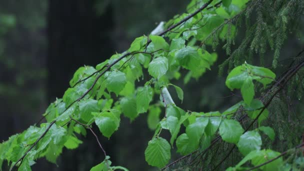 Staattinen kamera näyttää sateen putoavan pensaiden ja puiden päälle. Vähän syvyyttä. Pisarat saavat lehdet vapisemaan.. — kuvapankkivideo