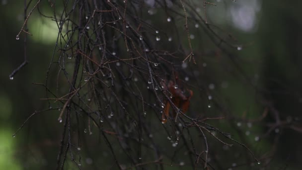 La caméra statique montre les chutes de pluie sur les buissons et les arbres. Peu de profondeur de champ. Les gouttes font vaciller les feuilles.