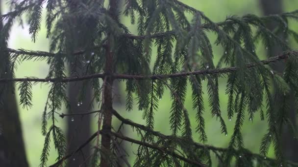 La caméra statique montre les chutes de pluie sur les buissons et les arbres. Peu de profondeur de champ. Les gouttes font vaciller les feuilles. — Video