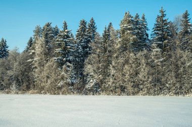 Parktaki ağaçlar ya da kışın kardaki ağaçlar