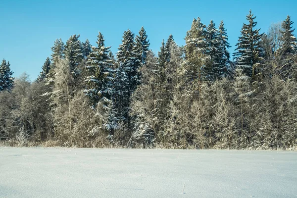 Árboles en el parque o el bosque en invierno nieve — Foto de Stock