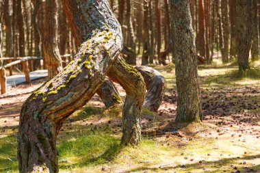 Rusya, Kalininingrad bölgesi, Curonian tükürüğü, doğal olmayan dans eden ormanda eğilmiş ağaçlar.