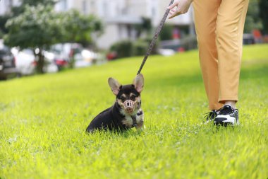 Küçük siyah bir mantar yavrusu safkan, yeşil çimlerde koşar. Ağız maskesi takar ve tasmalı beyaz kız ayakları takar.