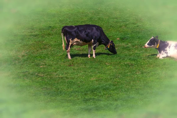 奶牛在农场的田里放奶 — 图库照片