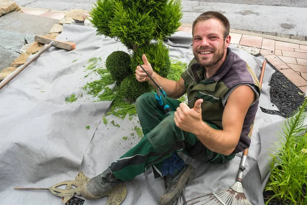 Kis Életfák Vagy Thuja Vágott Formában Réten — Stock Fotó